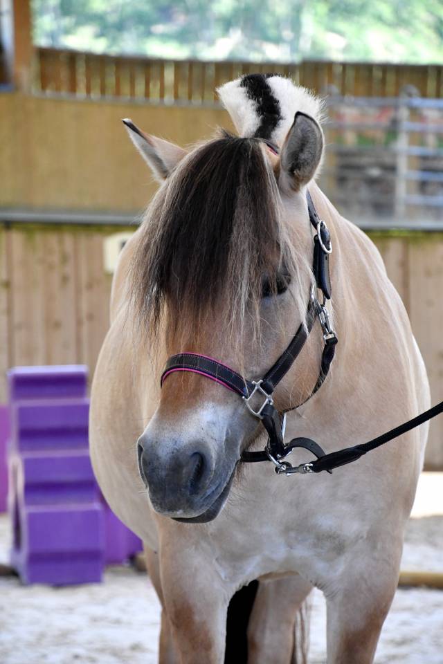 Jument - Fjord - 8 ans - Dressage / Loisir - France