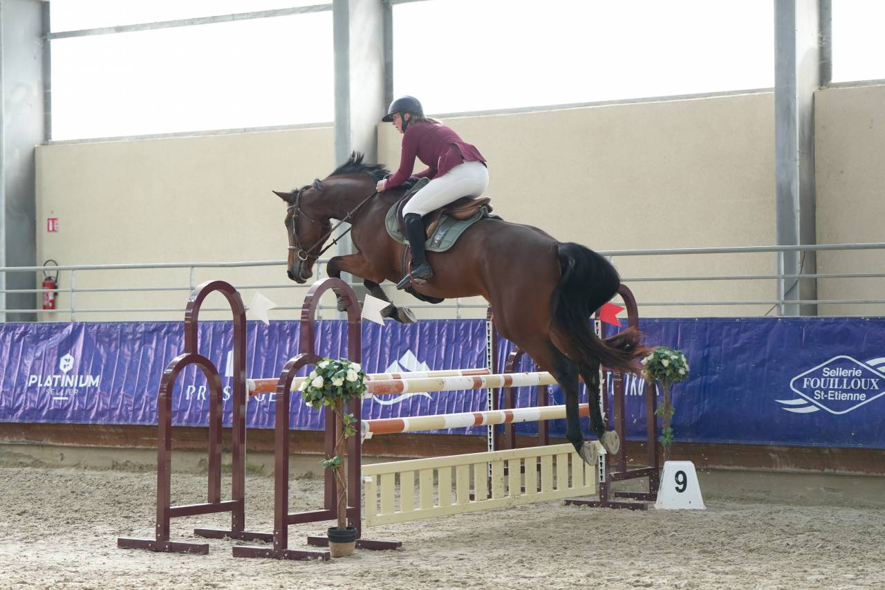 VICTOIRE MONTANA Z ? Jument Zangersheide de 4ans