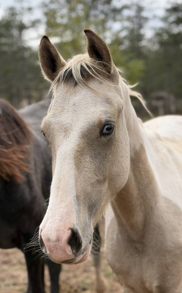 Poney male pie palomino 
