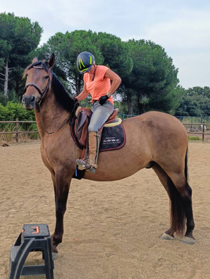 PRE hongre 4 ans 