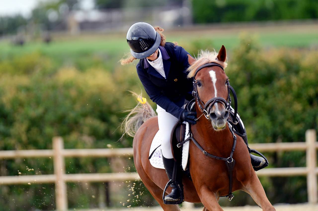 Jument Origine Constat&eacute;e A vendre 2015 Alezan