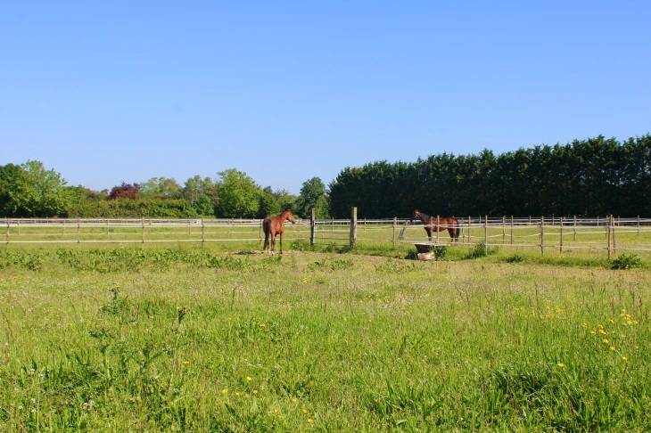 ⭐ &Eacute;curie &agrave; proximit&eacute; de Saint Jean d'Ang&eacute;ly (17)