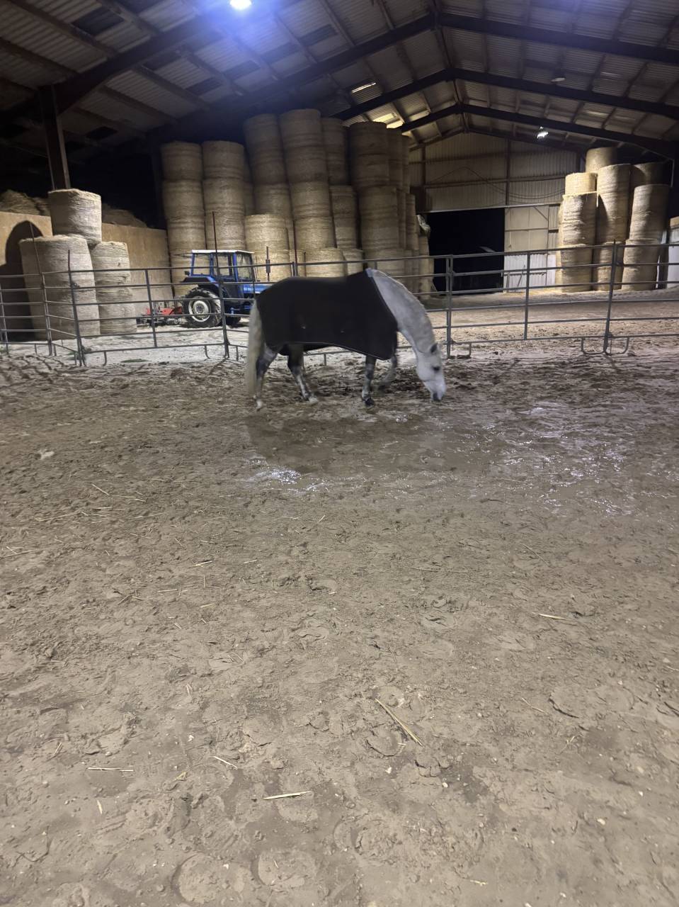 UNE PONETTE  AVEC  UN BEL AVENIR SPORTIF