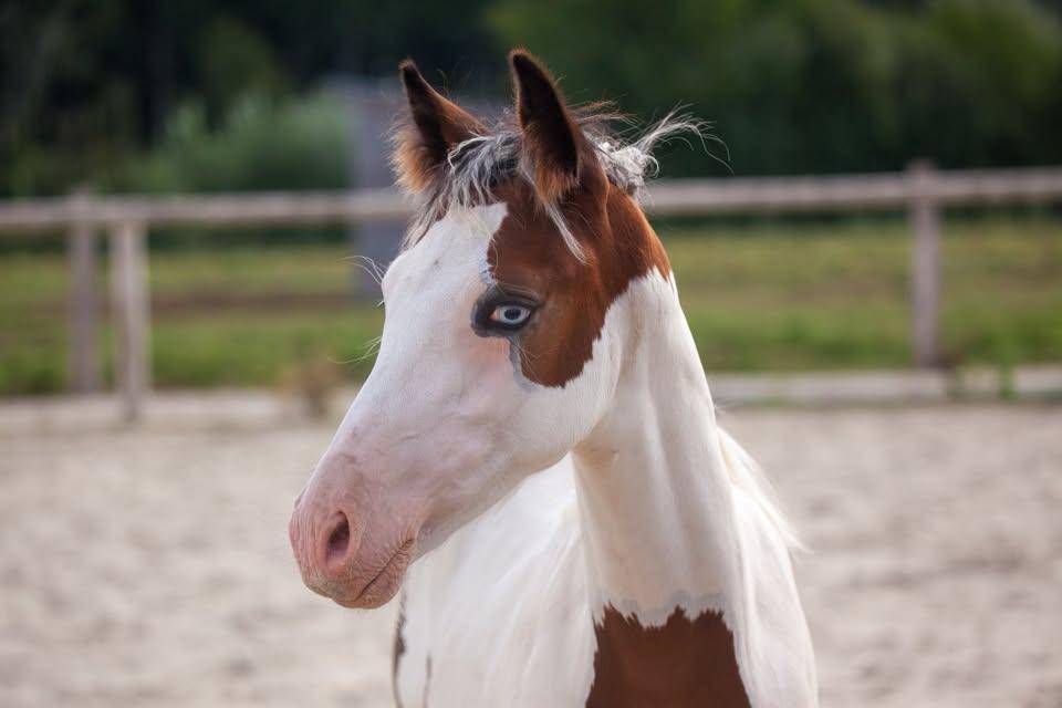 Magnifique et prometteur poulain Poney Fran&ccedil;ais de sell