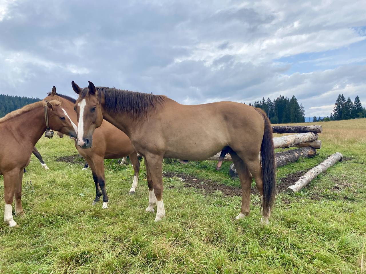 TEKOA &ndash; Grand cheval sensible de 18 ans cherche un foye