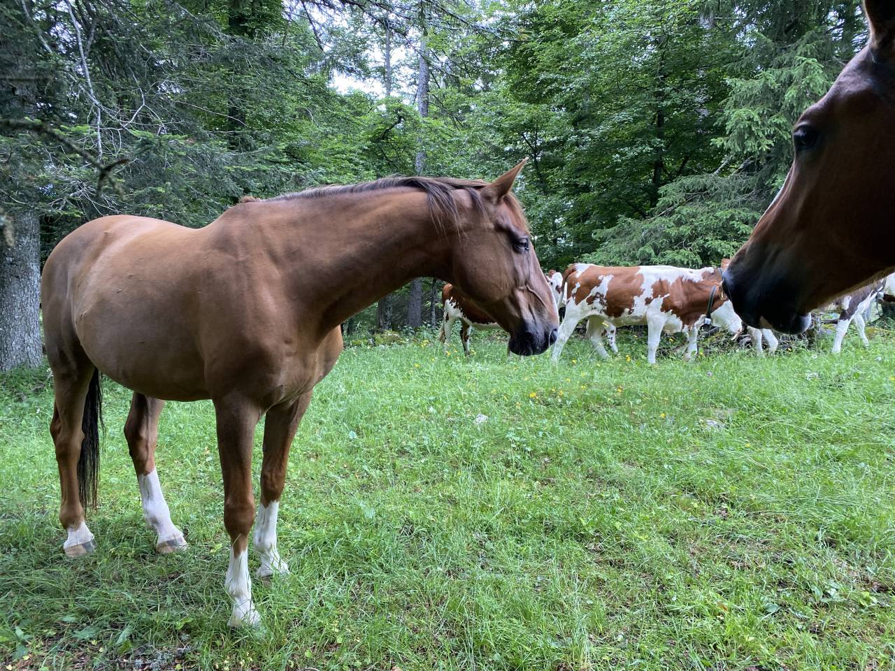 TEKOA &ndash; Grand cheval sensible de 18 ans cherche un foye