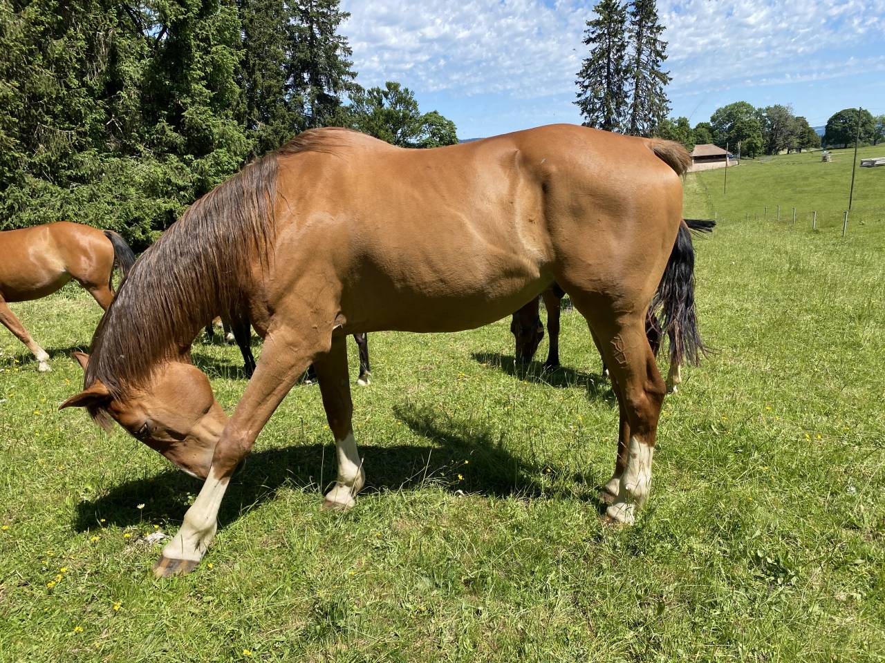 TEKOA &ndash; Grand cheval sensible de 18 ans cherche un foye