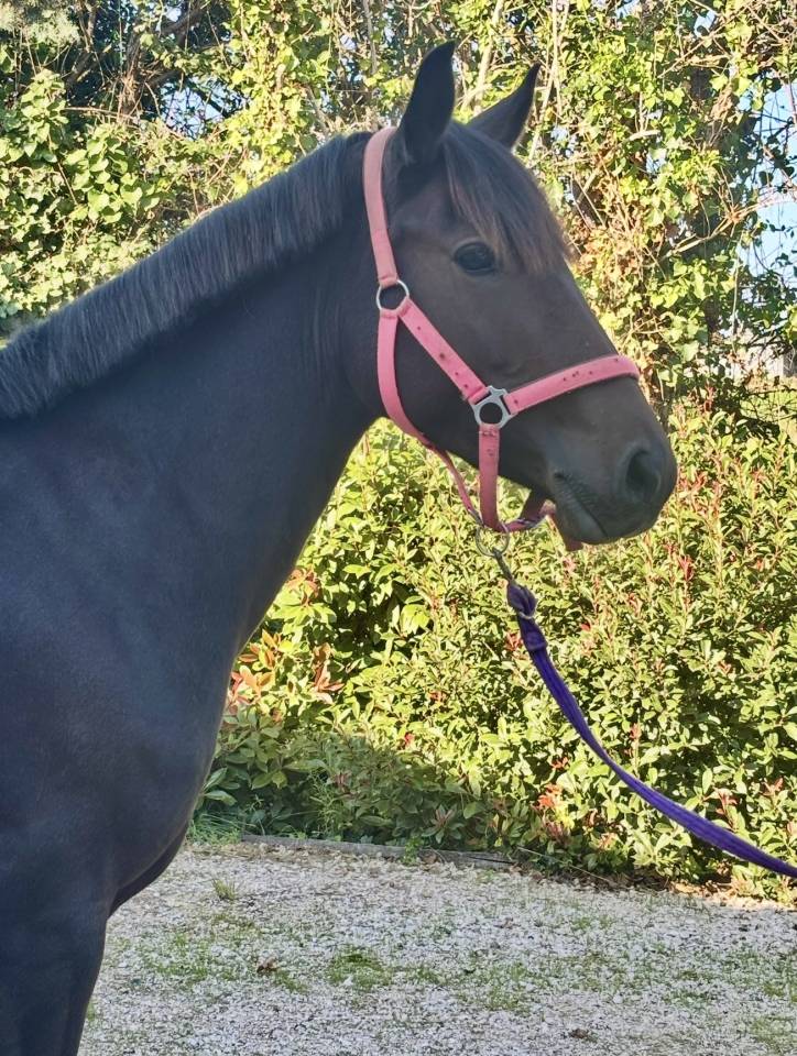 Poney D &agrave; vendre 