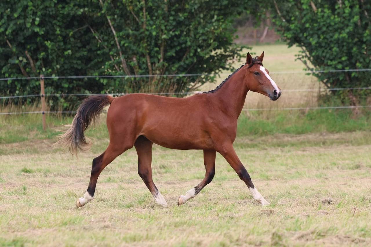 Pouliche de 2 ans par Darry Lou sur la souche de Jumpy 