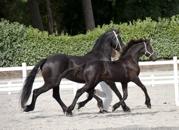 ELEVAGE FRISONS DU GRAFFARD