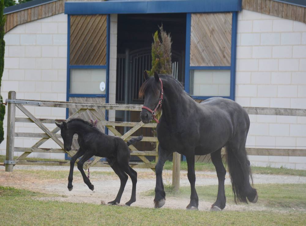 ELEVAGE FRISONS DU GRAFFARD