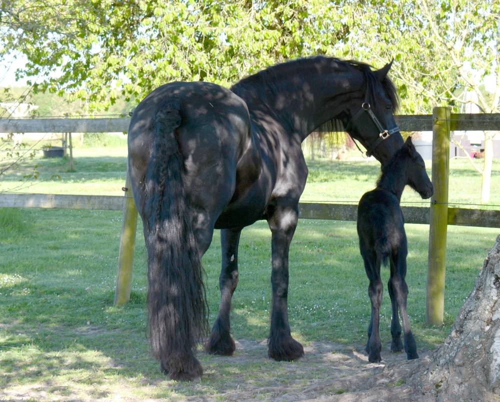 ELEVAGE FRISONS DU GRAFFARD