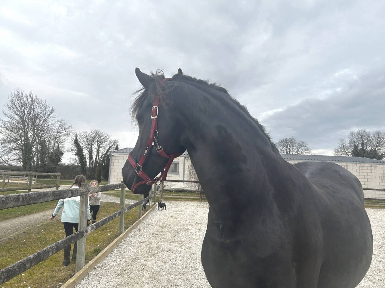 ELEVAGE FRISONS DU GRAFFARD