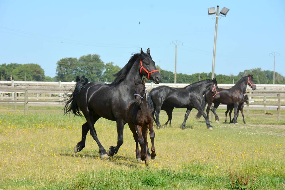 ELEVAGE FRISONS DU GRAFFARD