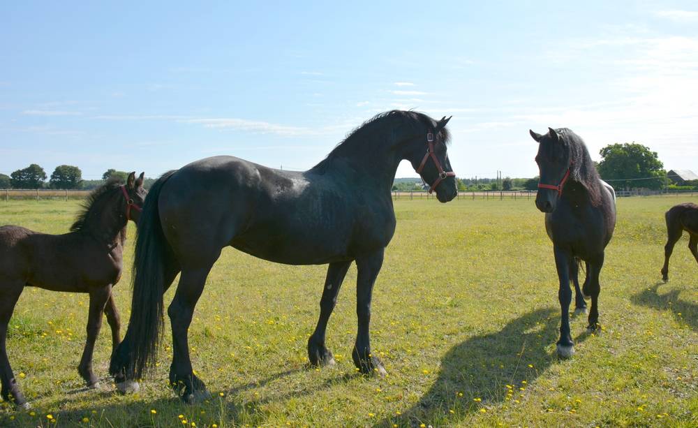 ELEVAGE FRISONS DU GRAFFARD