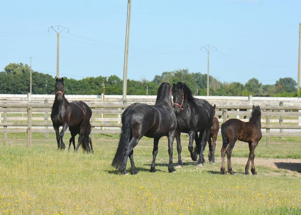 ELEVAGE FRISONS DU GRAFFARD