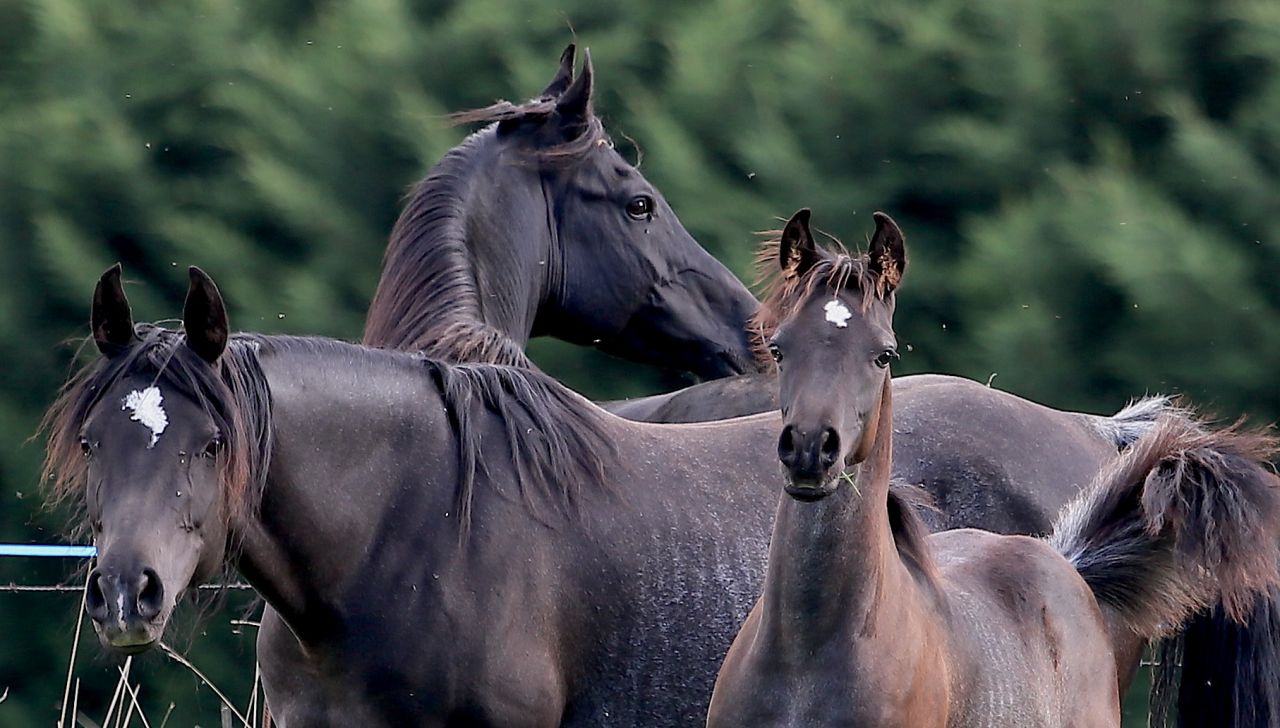 Pur Sang Arabe de vos rêves!