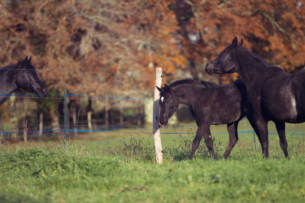Pur Sang Arabe de vos rêves!