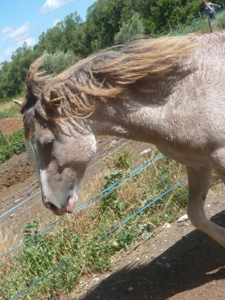 Magnifique Jeune Etalon CURLY micro-frisé (100% gaited)