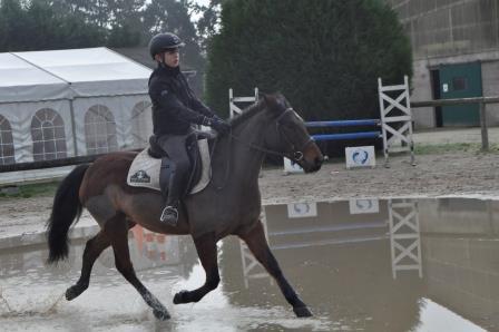 New Forest polyvalents Attelage -CSO