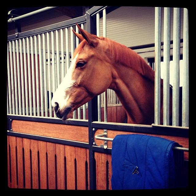 TOUS TYPES DE PENSION CHEVAUX 30 MIN / BASEL