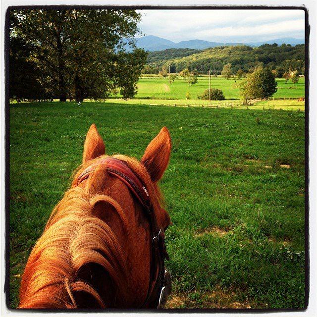 TOUS TYPES DE PENSION CHEVAUX 30 MIN / BASEL