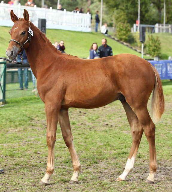 Saillies de ZZ TOP - ETALON DE SPORT 