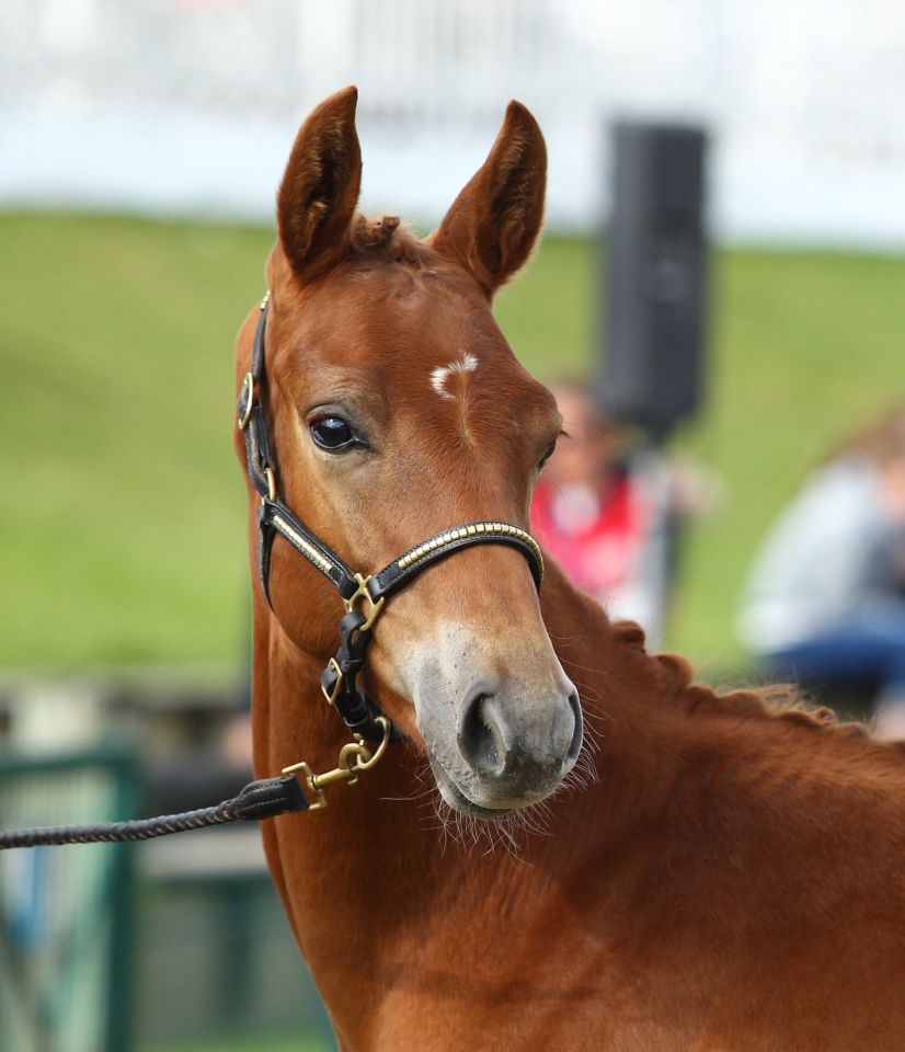 Saillies de ZZ TOP - ETALON DE SPORT 