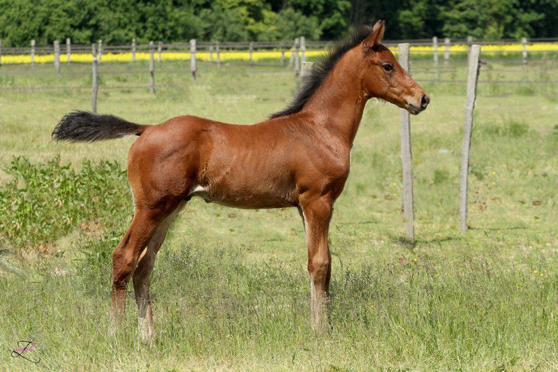 Saillies de ZZ TOP - ETALON DE SPORT 