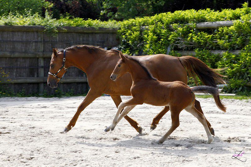 Saillies de ZZ TOP - ETALON DE SPORT 