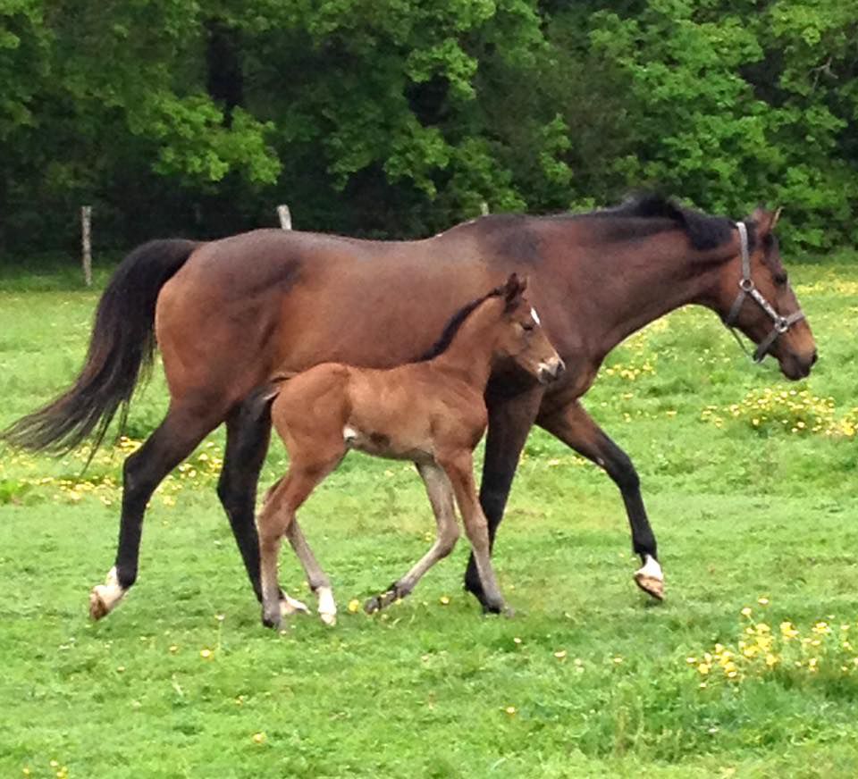 Saillies de ZZ TOP - ETALON DE SPORT 