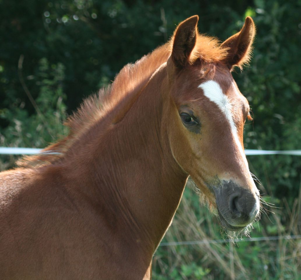 Saillies de ZZ TOP - ETALON DE SPORT 