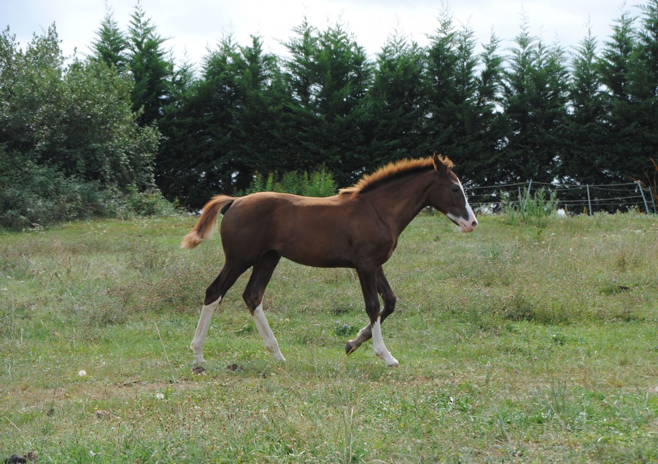 Saillies de ZZ TOP - ETALON DE SPORT 