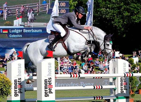 Colestus - 2006 - Gris - 1M70 - Westphalien