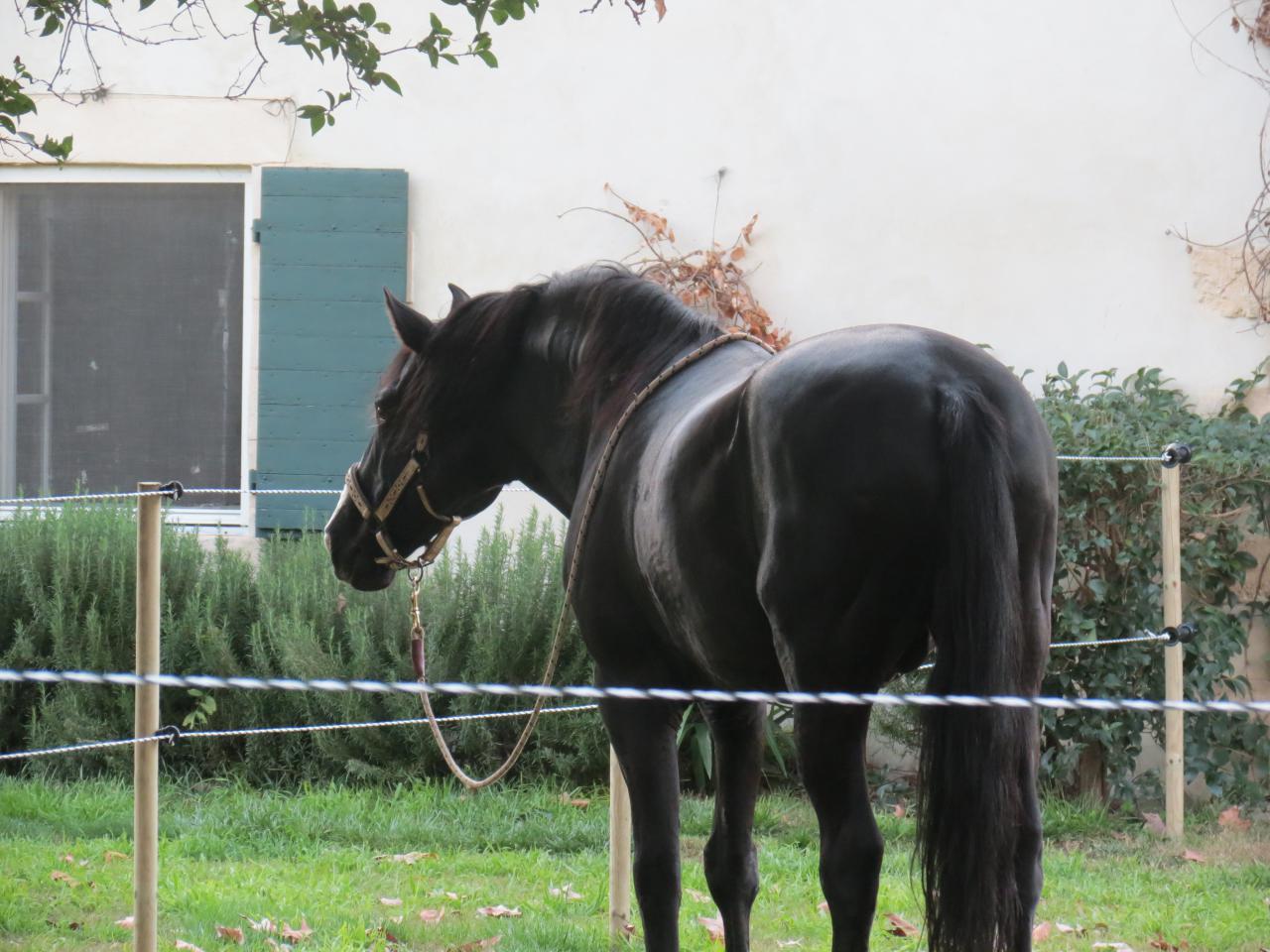 Dans Mas campagne Gites Equestre votre cheval chez vous