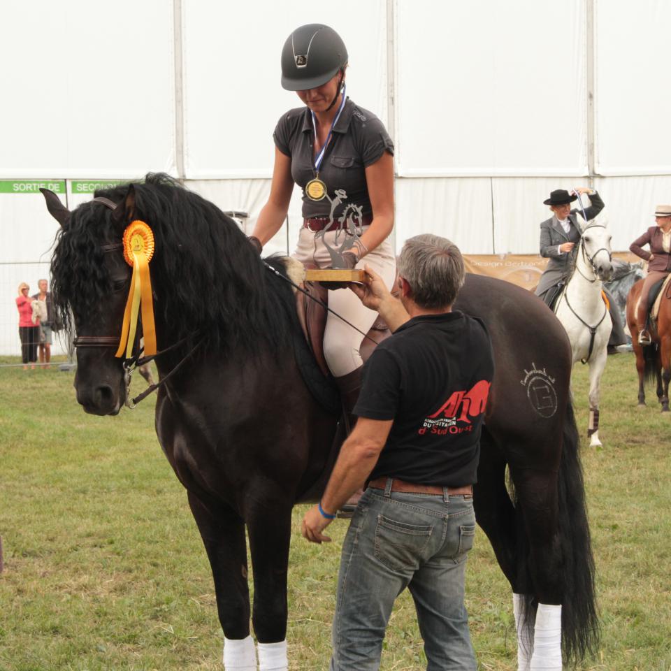 Saillie Ténorio de Verlin - Etalon Pure Race Espagnole 