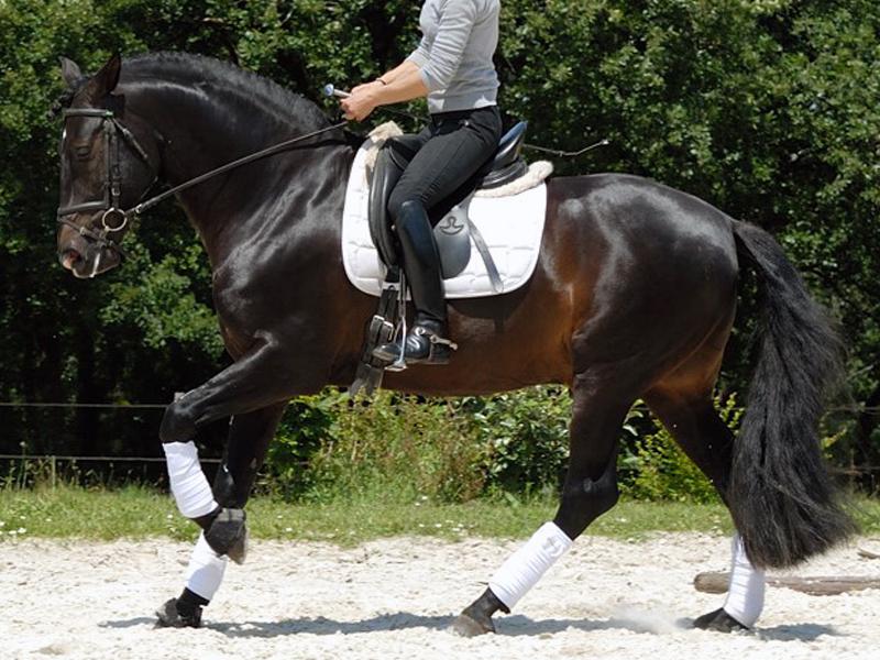 TELGUERO SBA - P.R.E.noir pangaré Org Marin Garcia