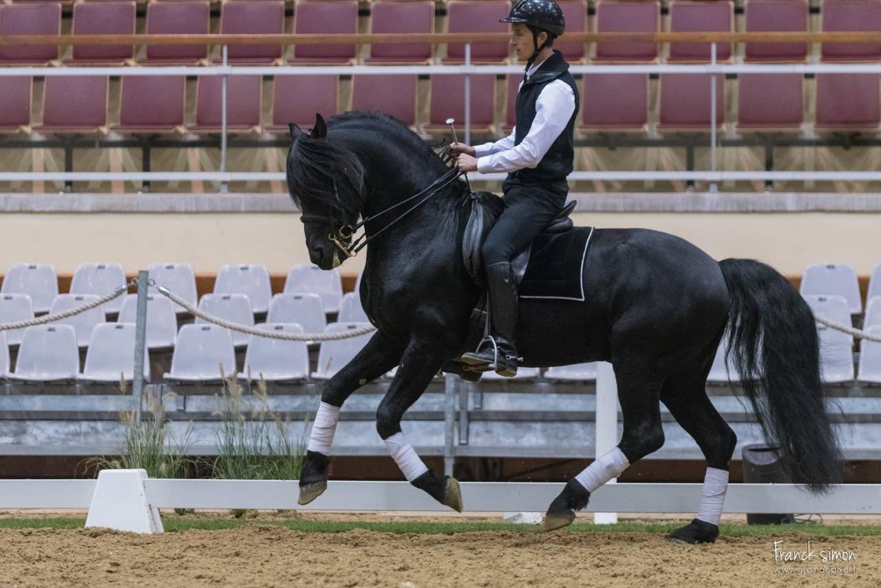 Saillie avec étalon arabo-frison - Dark Vredestichter 