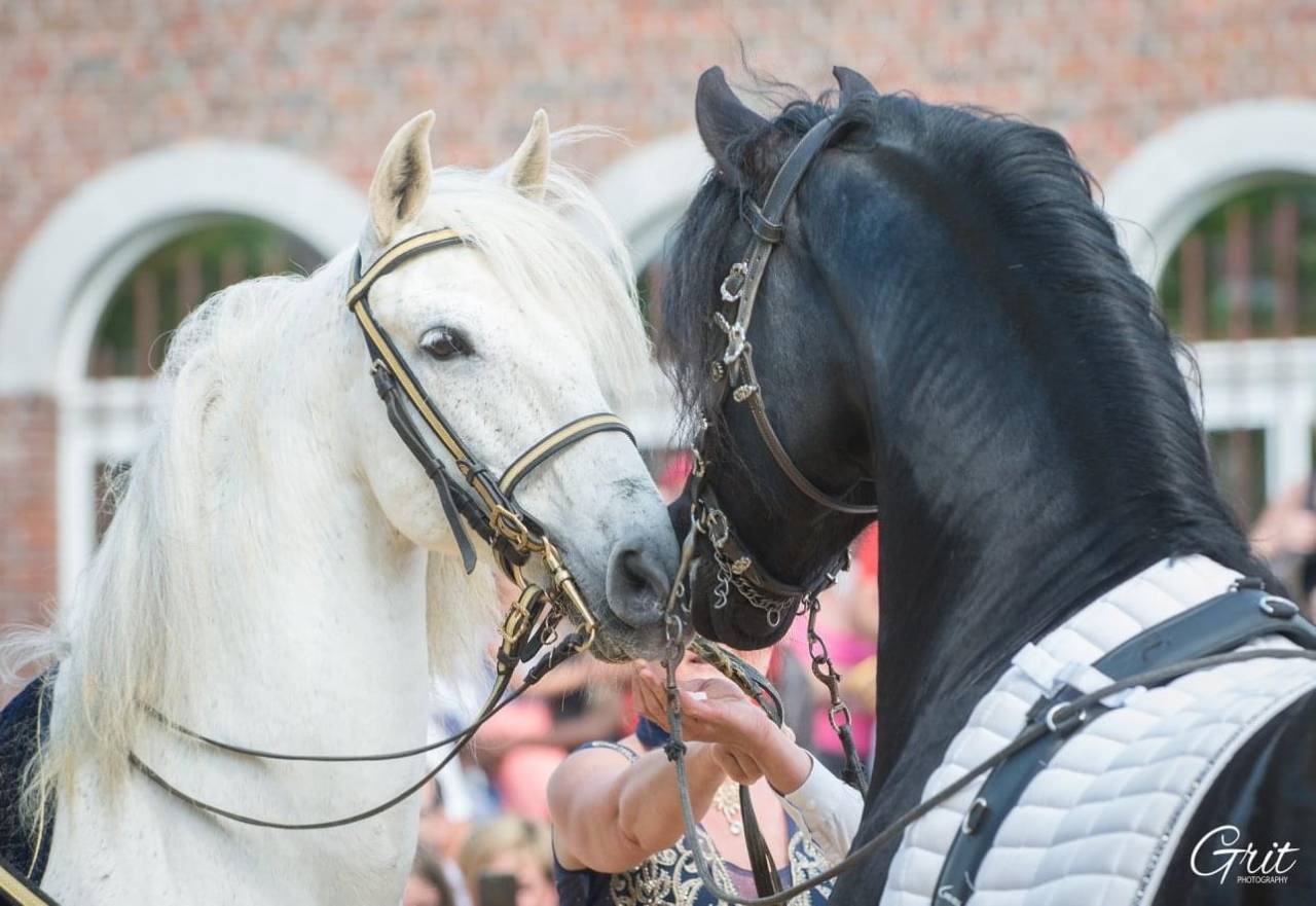 Saillie avec étalon arabo-frison - Dark Vredestichter 