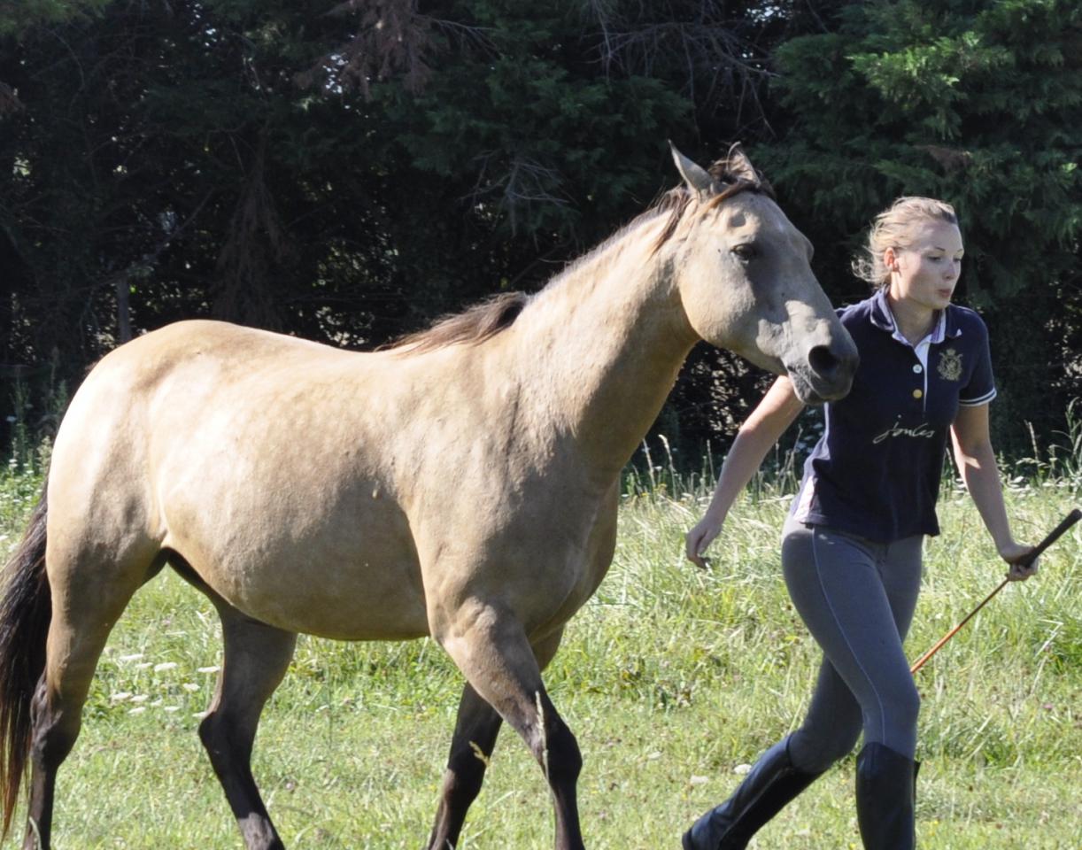 Stage éthologique en Camargue