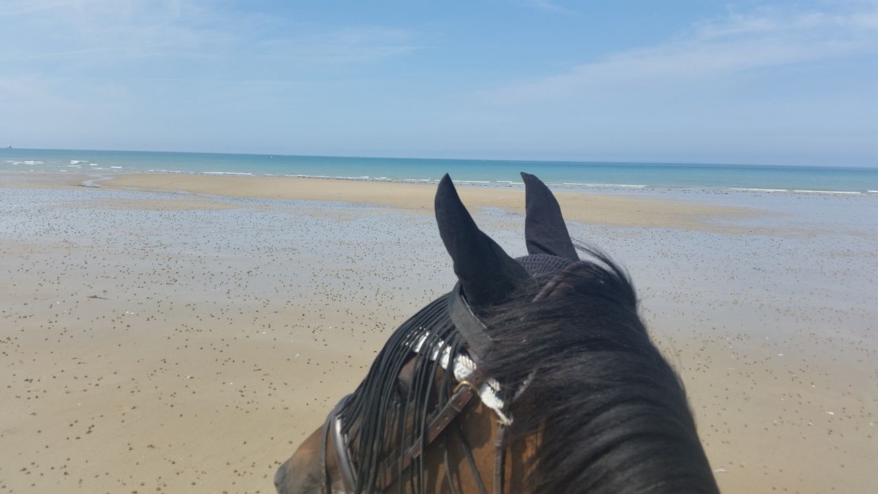 Gîtes équestres bord de mer