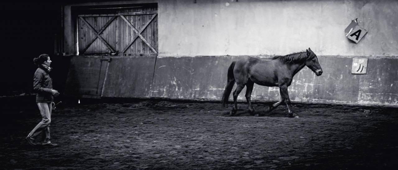 Communication Intuitive&reg; avec les animaux