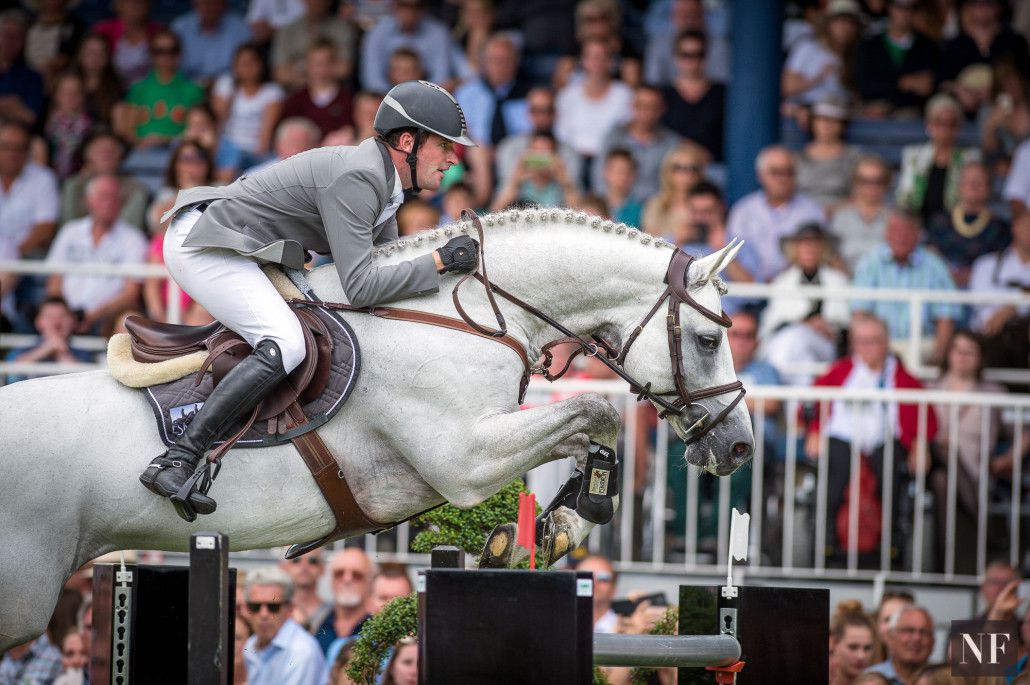 Convall -  gris - 1M72 - Holstein