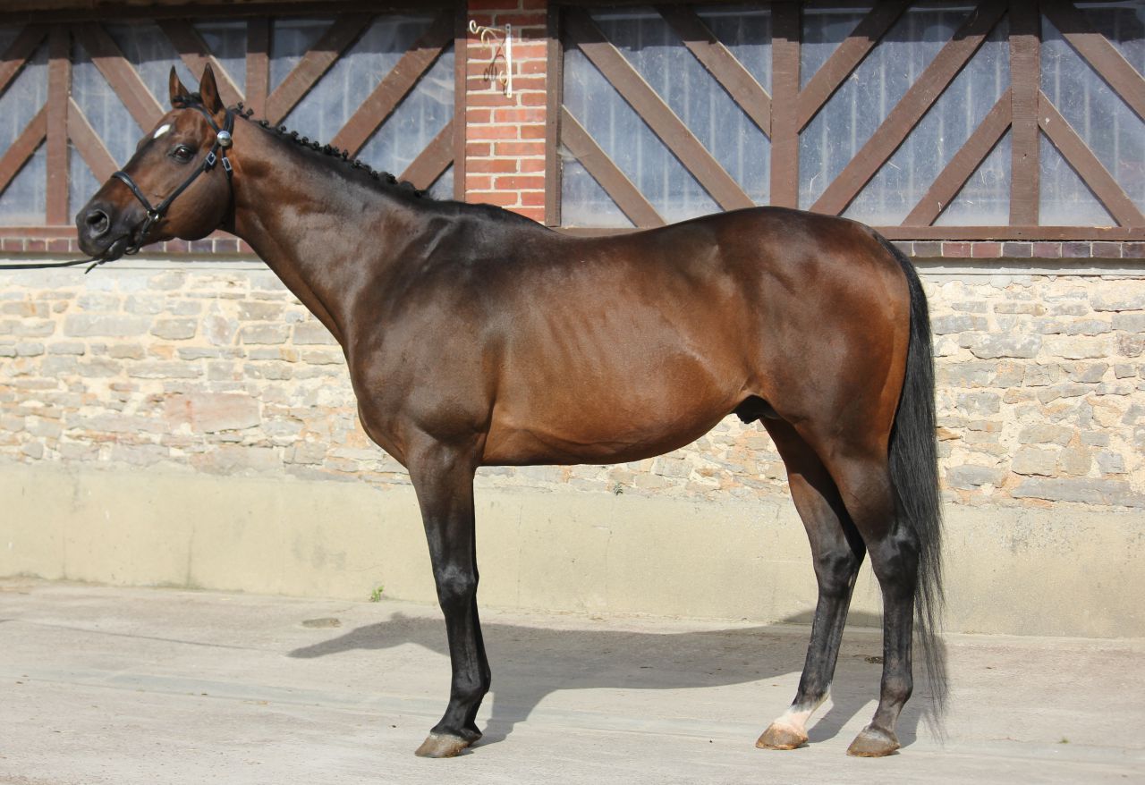 Saillies étalon PS Touch Down