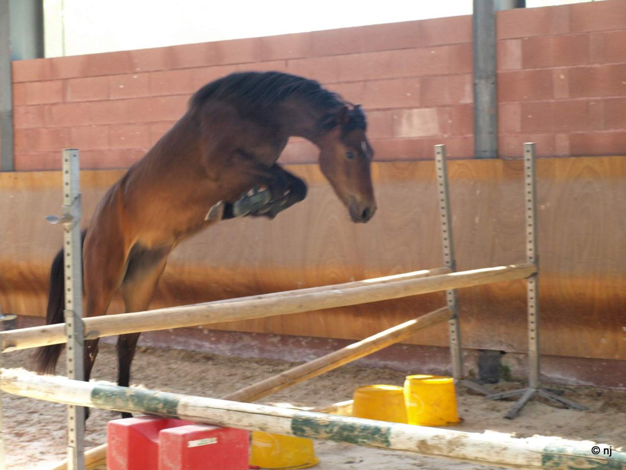 Bon potentiel sportif et excellentes origines