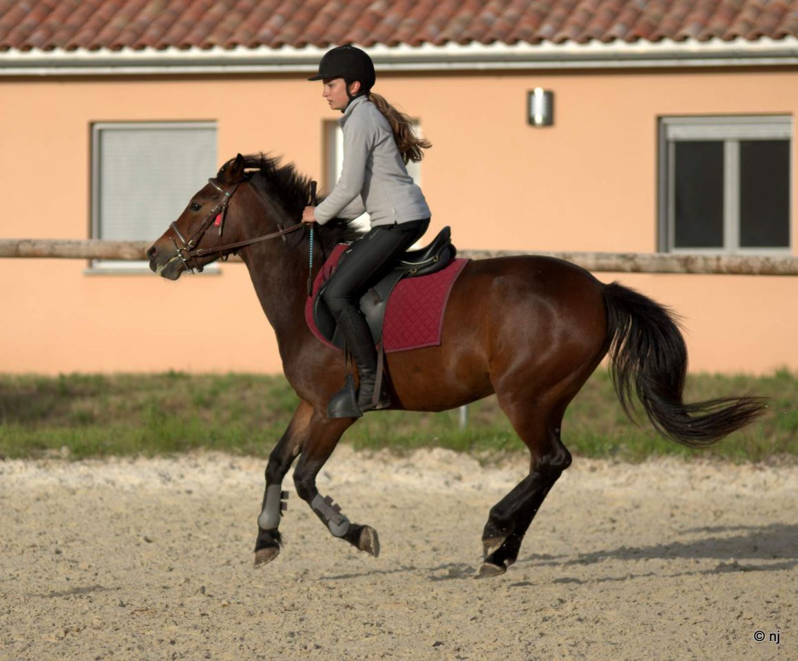 Bon potentiel sportif et excellentes origines