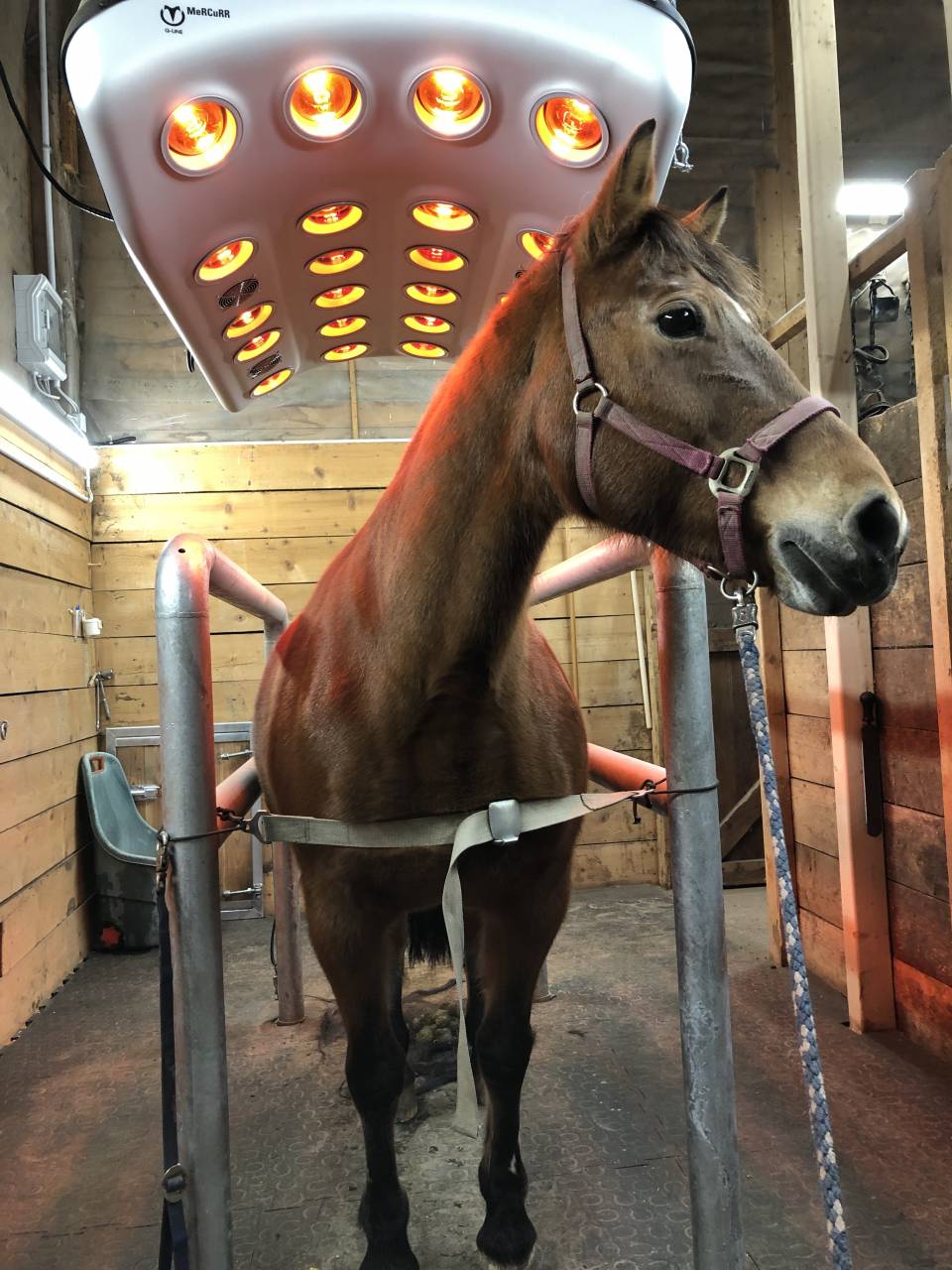 Pension pour chevaux - boxes et boxes terrasse à louer