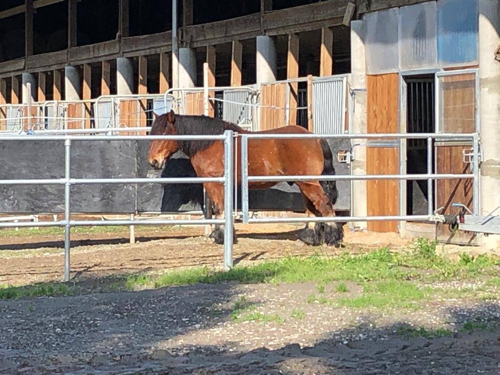 Pension pour chevaux - boxes et boxes terrasse à louer