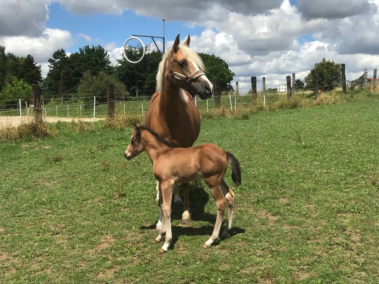 S&eacute;jour equestre - centre &eacute;questre de Montgareux 77