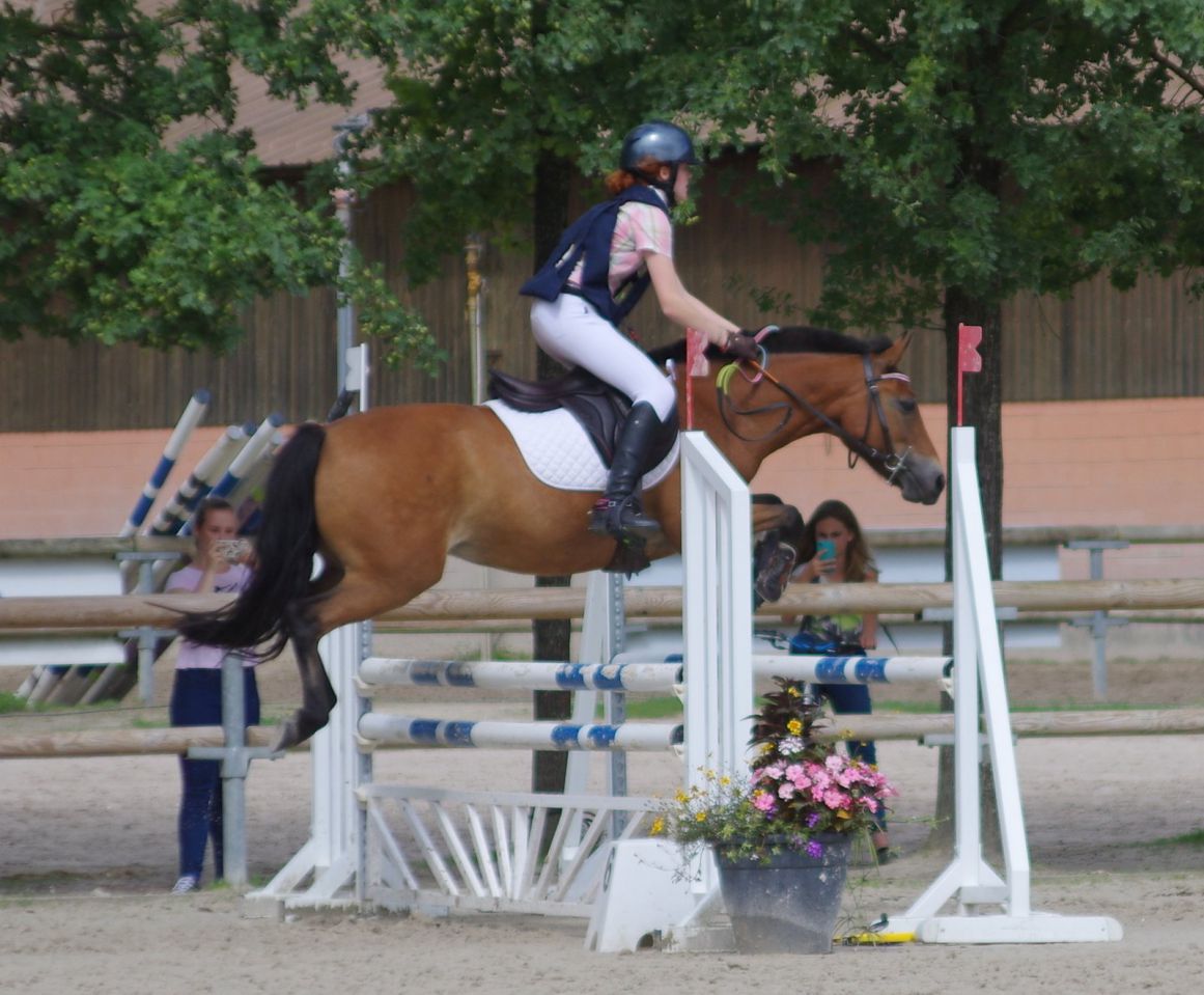 Ponette de sport excellentes origines